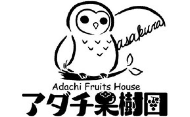 シャインマスカット 1房 巨峰 2～3房 ぶどう 食べ比べ セット 2種類 配送不可 離島 フルーツ 果物類 高級フルーツ 