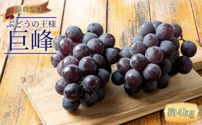 ぶどうの王様 農家直送 朝採り 巨峰 約4kg［2026年・先行予約］AO025