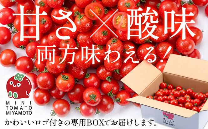 ミニトマト とれたてミニトマト 2kg トマト 野菜 サラダ ダイエット おやつ パスタ マリネ 有機肥料 ミニトマト宮本《1月中旬-6月中旬頃出荷》 熊本県 長洲町 送料無料 トマト とまと 野菜 国産 熊本県産---sn_miyamtmt_q16_r7_10000_2k---