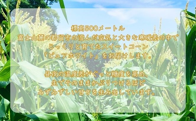 【2027年度 先行予約】 富士山麓が育てた、白いとうもろこし「ピュアホワイト」