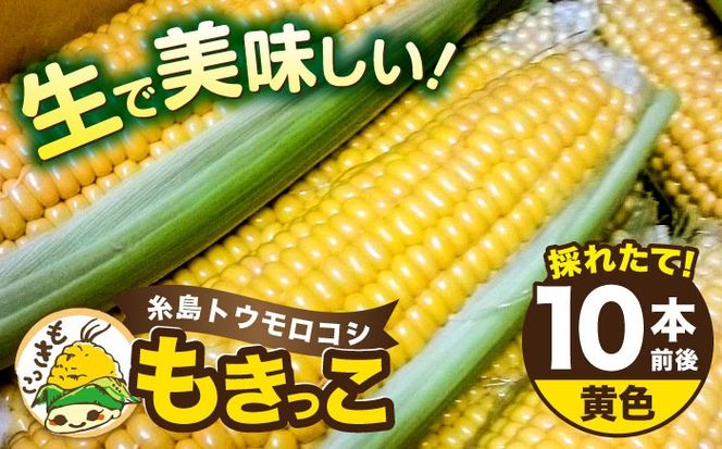 【先行予約】糸島 トウモロコシ 『もきっこ』 黄 （10本前後 ）【2025年6月下旬以降順次発送】 《糸島》 【内田農業】 [AZH001]