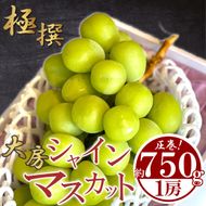 極撰！大房シャインマスカット 1房 (約750g) シャインマスカット ぶどう 葡萄 ブドウ フルーツ 果物 香川県 丸亀市