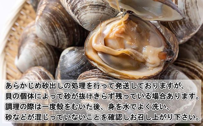 北海道産 活ホッキ 貝 20個  ホッキ 北寄 北寄貝 貝 殻付き 海鮮 海産物 新鮮 旬