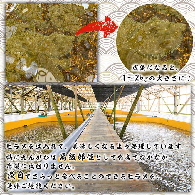 阿久根産 活き〆ヒラメ刺身(約50g×5パック)国産 養殖 ヒラメ ひらめ 魚 カルパッチョ 海鮮丼 調味タレ【寺地義明商店】akn074-01