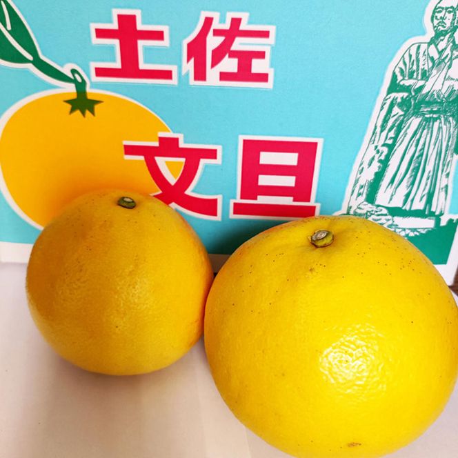 【先行予約】土佐文旦 小玉 家庭用 約5kg （M～Lサイズ：11～15玉入り） 文旦 ぶんたん ブンタン 柑橘 フルーツ デザート 果物 ご当地 人気 名産＜2027年1月中旬～順次発送＞【玉木農園】