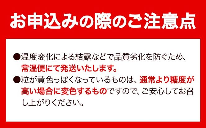【先行予約】 【3回定期便】マスカット シャインマスカット 約2kg(3~5房)《2026年8月下旬-10月下旬頃出荷予定》たたらみねらる ギフト 糖度18度以上 フルーツ 種無し ぶどう 葡 Y&G．ディストリビューター 岡山県 笠岡市 定期便---Y-05---