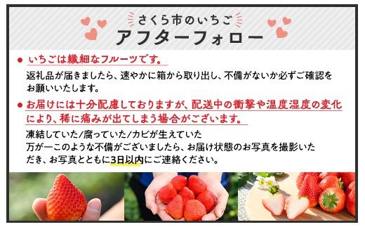 いちご（とちあいか） 290g×2パック 580g以上｜先行予約 数量