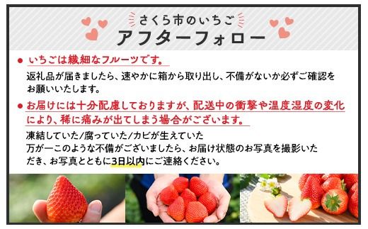 いちご（とちあいか） 290g×4パック 1.16kg以上｜先行予約 数量限定 栃木県 果物 くだもの フルーツ 苺 イチゴ ※2024年11月下旬頃～2025年3月下旬頃に順次発送予定