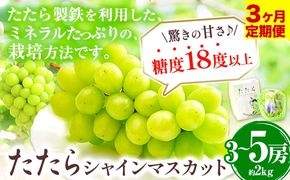 【令和7年度産先行予約】 【3回定期便】マスカット シャインマスカット 約2kg(3~5房)《8月下旬-10月下旬頃出荷》たたらみねらる ギフト 糖度18度以上 フルーツ 種無し ぶどう 葡 Y&G．ディストリビューター 岡山県 笠岡市 定期便---Y-05---