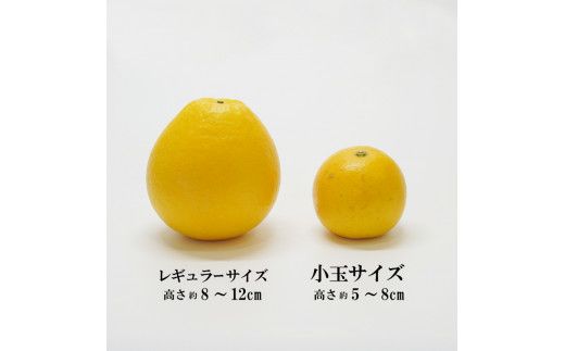 先行予約 数量限定 訳あり 小玉 美生柑 約7kg 小粒  河内晩柑 ばんかん 柑橘類 フルーツ 果物 くだもの 果実 夏文旦 晩生柑 みかん 蜜柑 わけあり 傷 規格外 愛媛県 愛南町