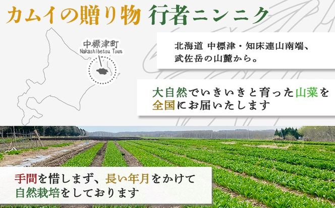 行者にんにく グリーン行者 葉部 3袋 ホワイト行者 茎部 2袋 計5袋 オンライン 申請 ふるさと納税 北海道 中標津 行者ニンニク 幻の山菜 山菜 山の幸 野菜 疲労回復 健康効果 長寿 体力増強 ダイエット 焼肉 炒め物 おかず 冷凍 中標津町【20010】