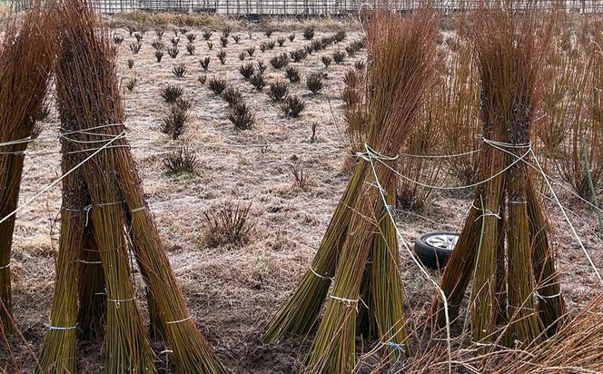 migiwa 生成りメガネケース / 伝統工芸品 行李編み メガネケース メガネ入れ 眼鏡 めがね 天然素材 高級 おしゃれ 和テイスト 大人 手作り ハンドメイド 日本製