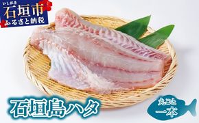 石垣島 ハタ 丸ごと1本 | 勝水産 ミーバイ ヤイトハタ 沖縄県石垣市 石垣 沖縄 石垣市 石垣島 KS-13