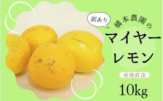 【先行予約】橋本農園の 訳あり マイヤーレモン 10kg【2024年12月初旬から2025年1月初旬までに順次発送】 / レモン マイヤーレモン 檸檬 先行予約 家庭用 ご家庭用【mht010A】