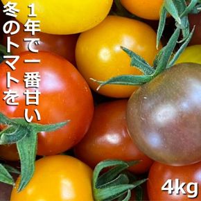 【先行予約】（2026年12月～順次発送予定）鈴鹿山麓トマト「カラフルミニトマト」箱詰め（4kg入り）【トマト ミニトマト 採れたて 自然 栽培 水耕栽培 野菜 甘い あまい おいしい 美味しい 三重県 四日市市 ふるさと納税】