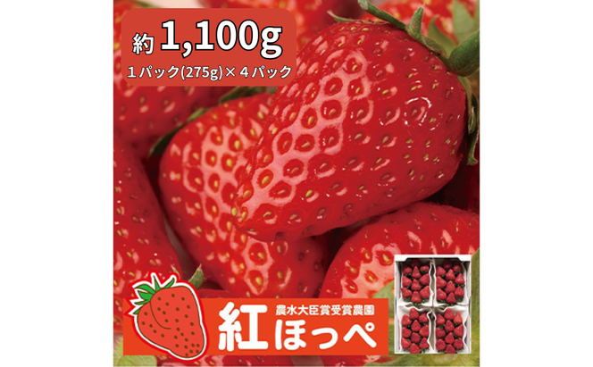 【配達地域限定】農水大臣賞受賞農園からお届け イチゴ・紅ほっぺ 4パック 配送:2026年2月上旬頃より順次発送 果物類 いちご 苺