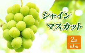 【2026年9月～発送】シャインマスカット 約1kg 2房 ぶどう フルーツ 果物 デザート 長野県 山ノ内町