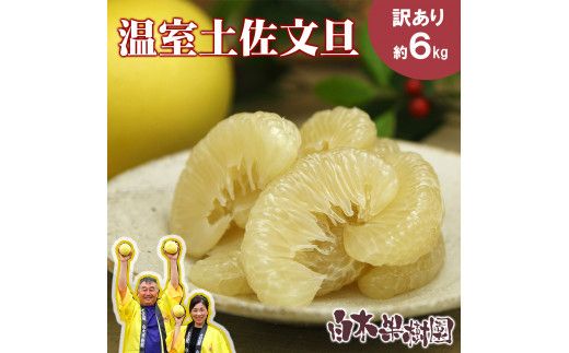 【先行予約】温室土佐文旦 L～3L 約6kg（10～14個入り）〈2026年12月上旬～12月下旬頃〉/ 高糖度 温室 ブンタン ぶんたん 土佐文旦 ハウス文旦 約6キロ 高知県 土佐市産 フルーツ 果物 高知県 土佐市【白木果樹園】 [BQAI040]