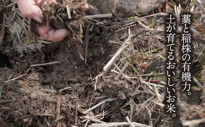 AO-12c 【3か月定期便】岐阜県産ミルキークイーン5kg