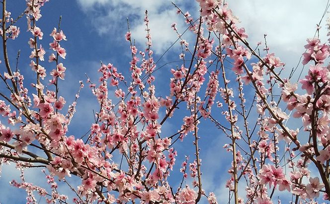 桃 2026年 先行予約 6月の旬な 白桃 をお届け！約1.5kg 5～7玉 もも モモ 岡山県 赤磐市産 国産 フルーツ 果物 ギフト あみかフルーツ 岡山の桃 旬のフルーツ 柔らかい ジューシー 産地直送 旬の桃 