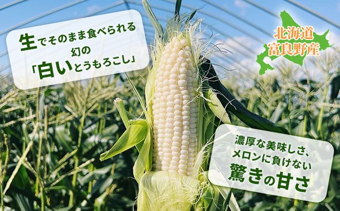【2026年夏発送】北海道 富良野産 ホワイトショコラ 2Lサイズ 10本 露地栽培 白い とうもろこし (山本農園)