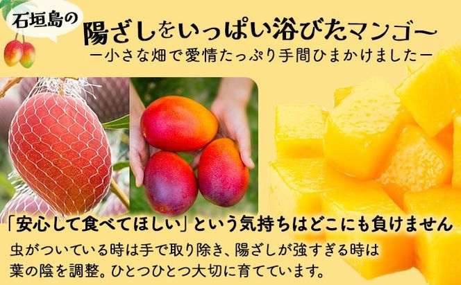 <わんのマンゴー>石垣島産マンゴー【アーウィン】NA-03