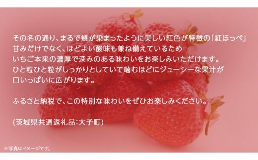 紅ほっぺ 大粒 250g（8～12粒）×4パック【2026年12月上旬発送開始】(茨城県共通返礼品：大子町) いちご 苺 果物 フルーツ 果実