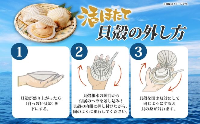 北海道産 活ほたて 2年貝 約4kg 30枚～45枚 2027年1月中旬以降水揚げ次第出荷 ほたて 帆立 ホタテ 生 貝 魚貝 魚介 海産 海鮮 貝柱 噴火湾 刺身 送料無料 北海道 洞爺湖町