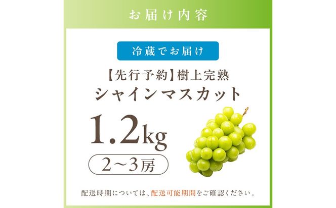 【先行予約】樹上完熟 シャインマスカット 1.2kg（2～3房）（2026年9月中旬～発送） ふるさと納税 シャインマスカット しゃいんますかっと 葡萄 ブドウ ふるーつ 甘い あまい ギフト お取り寄せ　BF00016