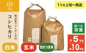 コシヒカリ 白米 玄米 8分つき米 約5kg 約10kg 選べる 精米方法 内容量 ［ おぶせファーマーズ ］ お米 コメ おこめ ご飯 精米 長野県産【2025年11月上旬～発送】