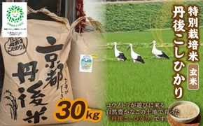 【先行予約】令和8年産 丹後こしひかり 玄米30kg 【特別栽培米】新米 玄米 こしひかり 30キロ 特別栽培 玄米 2026年産 ふるさと納税 こしひかり ふるさと納税　KU00080