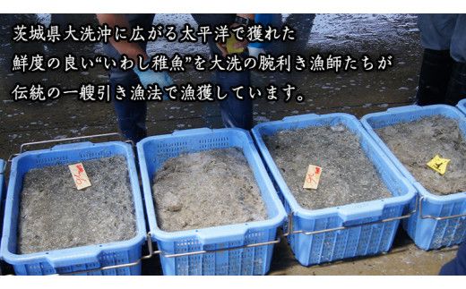茨城県産 しらす干し 1kg ( 共通返礼品：茨城県 大洗町 ) シラス干し しらす シラス 業務用 冷凍 魚介 海鮮 しらす丼 離乳食 箱 [DD001us]
