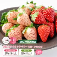 淡路島アイランドベリー　紅白いちご　淡雪/とちおとめ   2～4パック入  【2027年5月発送予約受付・お届け日指定不可】　いちご