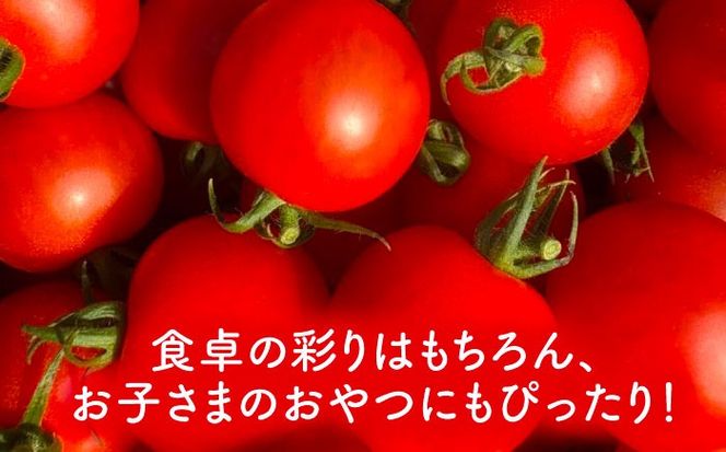 【先行予約】  ＼毎年10月より順次発送／ ミニトマト(こはる)800g トマト 野菜 新鮮 期間限定トマト  愛西市 / 株式会社石原農園 【配達不可：離島】[AEBG008]