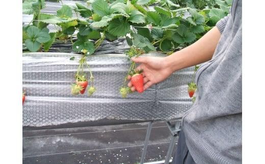 鳥取産苺「あきひめ」大粒詰め合わせ【苺工房たけうち】 312011_BE002