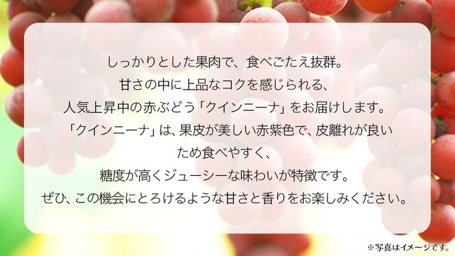 【 桐箱入り 】 クインニーナ１房 【2026年9月上旬発送開始】(茨城県共通返礼品：大子町) ぶどう 葡萄 マスカット フルーツ 果物 贈答用 ギフト 贈り物
