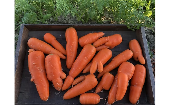 メディア出演多数！！ 【期間限定】（訳あり）鈴盛農園の甘～いにんじん 『スウィートキャロットリリィ』 10kg 人参 甘い ご家庭用 ジュース サラダ スムージー ジューシー 安心 H022-020