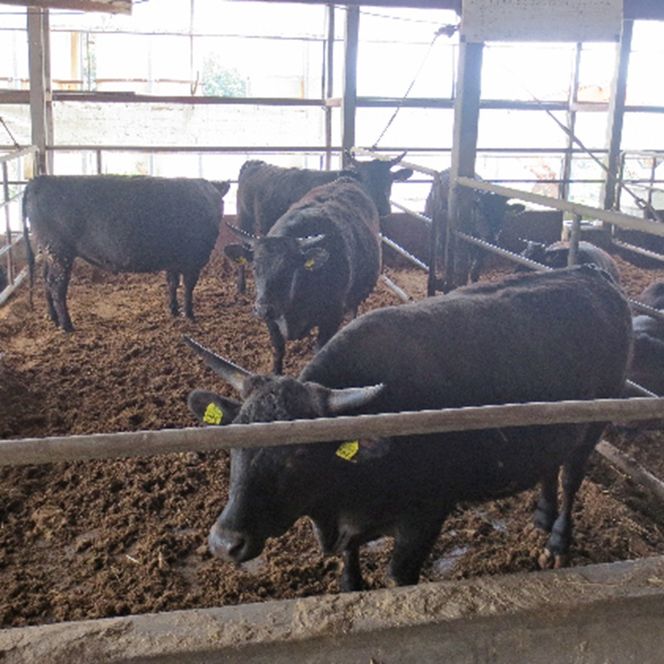 ［農林水産大臣賞受賞］備中牛 和牛ミンチ 1kg 岡山県産 黒毛 和牛 肉 お肉 牛肉 牛