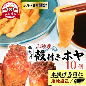 【先行予約】 ホヤ専門業者 殻付きホヤ 10個 ＼5月頃より順次発送／ 期間限定ほや ホヤ Hoya 串焼き フライ ごはん 夕飯 おかず おつまみ 晩酌 海産物 海鮮 魚介 魚介類 珍味 大船渡 ニュース てれび TV テレビ 放送 番組 被災 災害 三陸 岩手県 国産