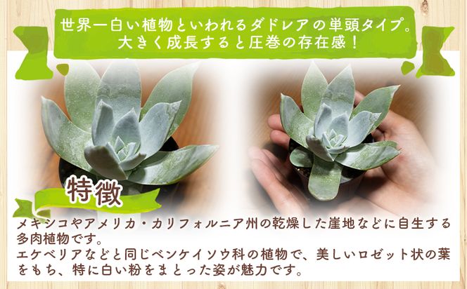 ブリトニー（仙女盃） ダドレア - 多肉植物 植物 ベンケイソウ科 単頭タイプ ブリトニー インテリア ナチュラル 自然 グリーン 観葉植物 おしゃれ 癒し かわいい Succulent field サキュレントフィールド 高知県 香南市 常温 cc-0002