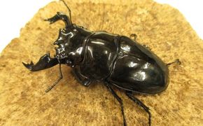 タランドゥスオオツヤクワガタ♂70ミリ前後・♀お任せ オス メス 生き物 虫 昆虫 