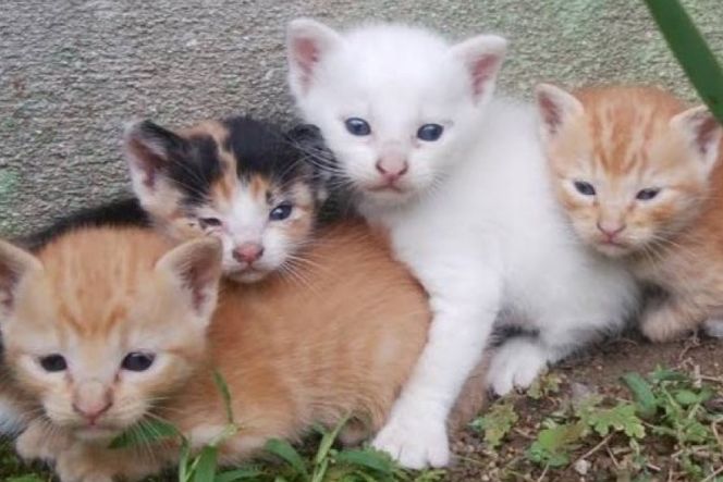 y}szیL x Lی슈ւ̎x M A5 [n˂T|[g  }s 21761294] ی  L  lR ˂ ybg  ی슈 N|X [ [֑Ή