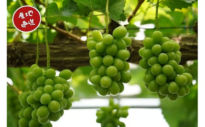 【2026年先行予約】岡山県産 【訳あり】 シャインマスカット 1.1㎏以上（2房） 産地直送 朝採れ / ぶどう 葡萄 フルーツ 先行予約 真庭市【kgftmt014-02】