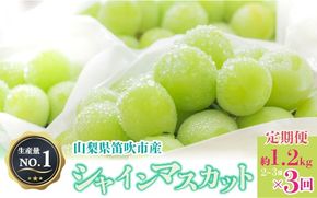＜26年発送＞人気 シャインマスカット 約1.2kg 2～3房 3回定期便※沖縄県及び離島への配送はできませんので予めご了承ください。※常温配送 126-013-26y | シャインマスカット 発送 甲斐通商 笛吹市 山梨県 フルーツ 果物 ぶどう 葡萄 大粒 おすすめ シャインマスカット 定期便 産地 贈答 種なし 高級 国産 ぶどう ブドウ 完熟 人気 国産 1.2kg 定期 3回 |