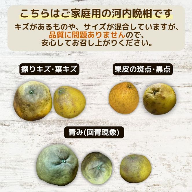 【訳あり】  河内晩柑 10kg 木取り完熟  【発送期間: 2024年８月～ なくなり次第終了】 柑橘 みかん 愛南ゴールド 蜜柑 グレープフルーツ ゼリー ジュース アイス 果物 フルーツ サイズミックス 規格外 吉本農園