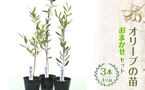 【ハーブショップYOU'樹】【おまかせセット】オリーブの苗セット 4号鉢 3本 SWBE002