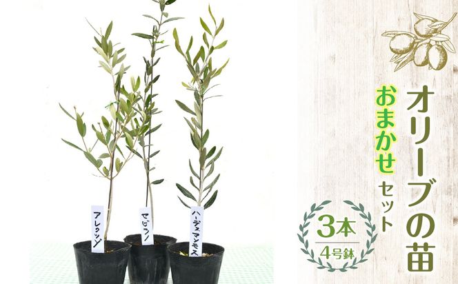 【ハーブショップYOU'樹】【おまかせセット】オリーブの苗セット 4号鉢 3本 SWBE002