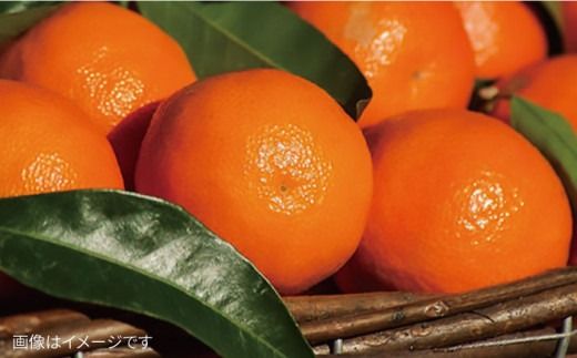 【全12回定期便】こだわり 野菜 （7品前後） セット ＋ 果物 《糸島》【 オーガニックナガミツファーム】	[AGE013]