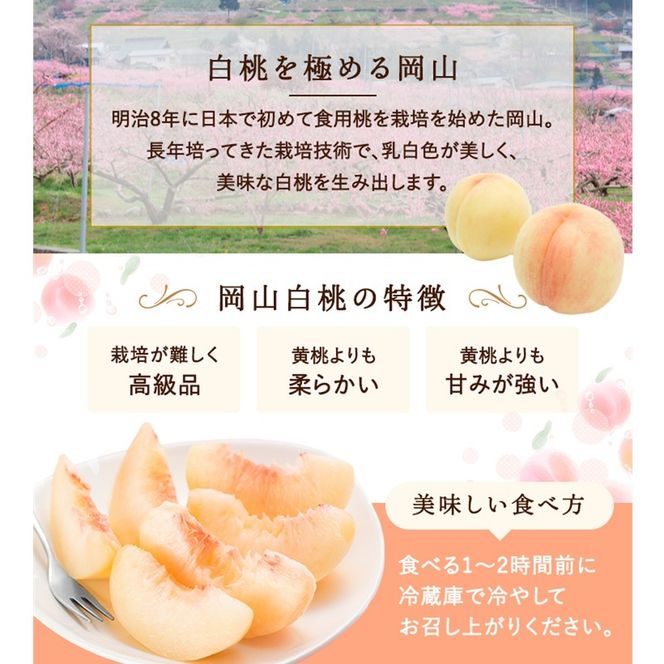 桃 2026年 先行予約 岡山白桃 3玉 約750g 化粧箱入り 岡山県 赤磐市産 果物 フルーツ 白桃 もも モモ