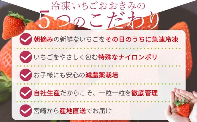 ＜高級いちご「おおきみ」冷凍いちご　1kg＞2025年1月下旬から順次出荷【 果物 くだもの いちご イチゴ 苺 大粒 朝どれ 朝獲れ 産地直送 お菓子づくり お菓子作り 材料 冷凍いちご 冷凍苺 冷凍イチゴ 】【b0904_sn】